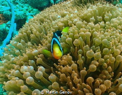 Clown fish in Nosy Be, Olympus TG-6, Isotta housing, Back... by Martin Genov 